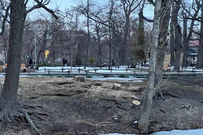 Жители Саратова шокированы вырубкой в Горпарке