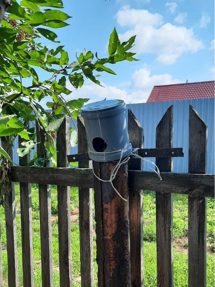 Дисней какой-то: к жительнице Зауралья прилетели совы и славка, а синицы свили гнездо в заборе