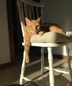 Как спасти мебель и интерьер, если в квартире живет кошка: 7 советов