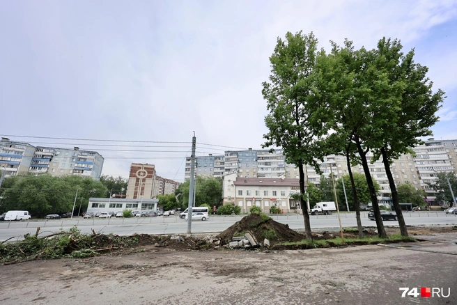 Из восьми дубов оставили четыре, под них должны сделать зеленый «островок» | Источник: Наталья Лапцевич