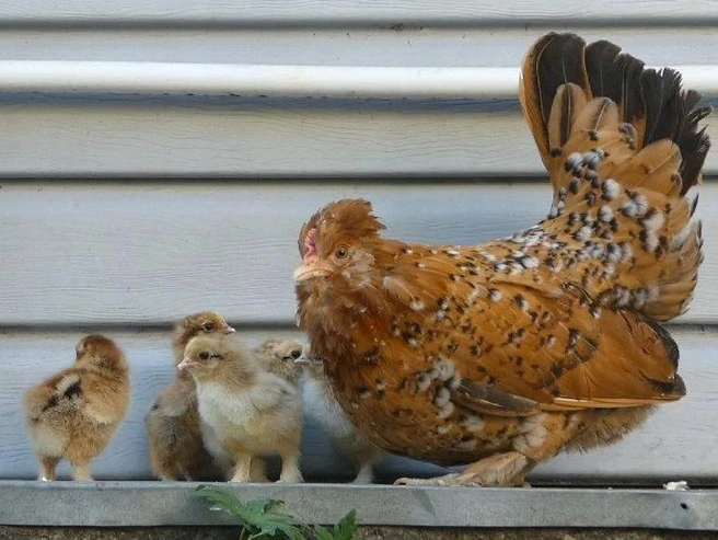 Курица павловской породы с цыплятами | Источник: Сергей Дмитриев