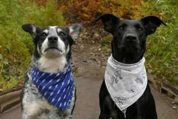 Тест: Выберите любимую породу собак и узнайте доминирующую черту вашей личности — часть 9