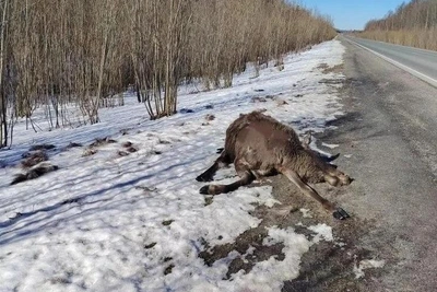 В Югре за две недели на дорогах погибли три лося