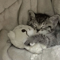 Аватарка Спящий котеночек