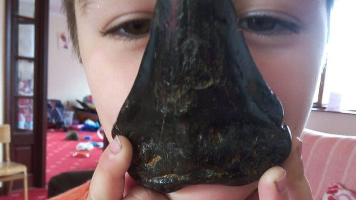 Мечта любителей динозавров: 6-летний британец нашел на берегу моря клык мегалодона