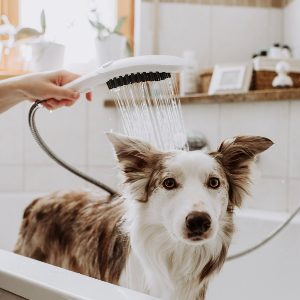 Фото №1 - DogShower: первый ручной душ для собак от Hansgrohe
