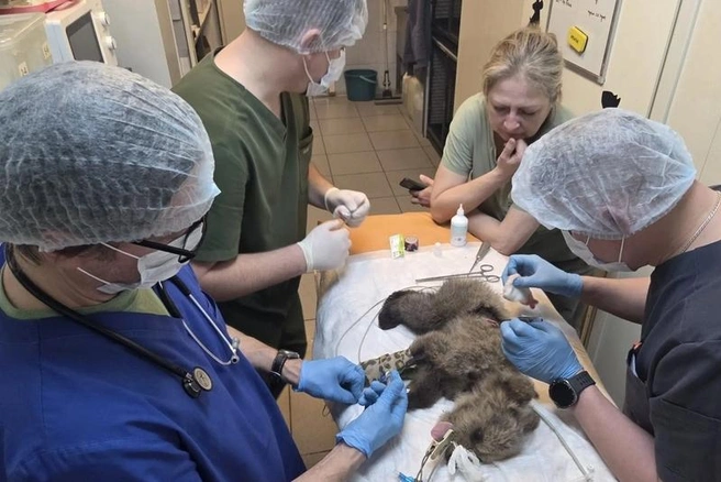 Источник: st.cherinfo.ru