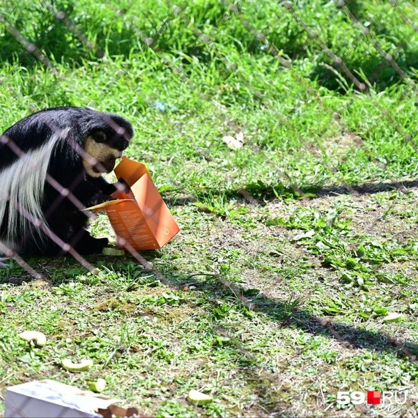 Для зрителей провели показательные кормления обезьянок колобусов | Источник: Василина Любимова / 59.RU 