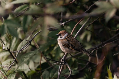 Благовещение 7 апреля: запреты и традиции