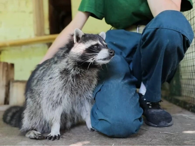 Многие животные уходят в зимнюю спячку | Источник: Казанский зооботсад / T.me