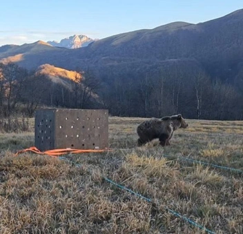 Мишка не привык к людям и продолжал их бояться | Источник: скриншот из видео центра «Пеликан» / Telegram