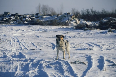 Rabies Quarantine Imposed in Three Omsk Region Villages
