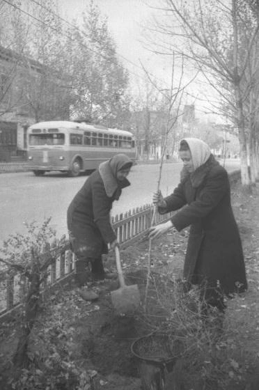Озеленение улицы Льва Толстого. 1949 год | Источник: фотофонд Самарского областного государственного архива социально-политической истории