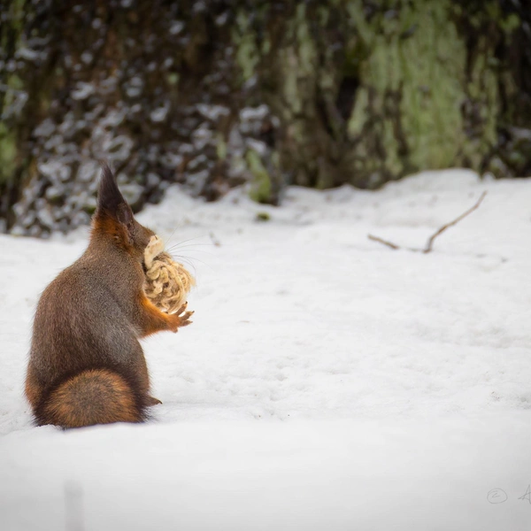 Источник: Антон Кубышкин / «Грибы и Грибники СПб»