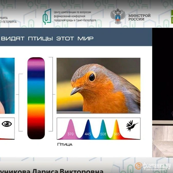 Меньше птиц и больше насекомых. В Петербурге обратили внимание на переосвещенность новых парков и скверов | Источник: Трансляция комитета по благоустройству
