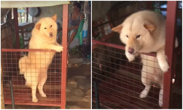 Реакция собаки, которая увидела хозяина после года разлуки (видео)