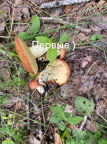 Источник: Лев Глизер / VK