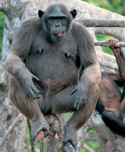 Конкуати-Дули — территория шимпанзе