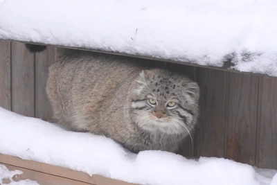 Manul Inspects Enclosure Before Mating Season in Video