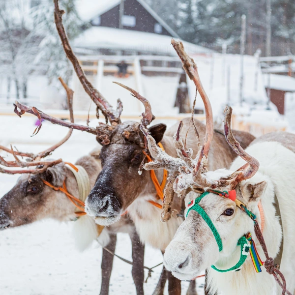 Источник: Lizavetta/Shutterstock/Fotodom.ru