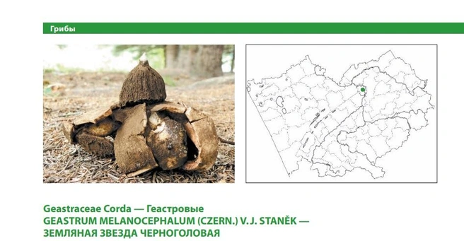 В Алтайском крае растет в сосновом бору под черемухой | Источник: Красная книга Алтайского края