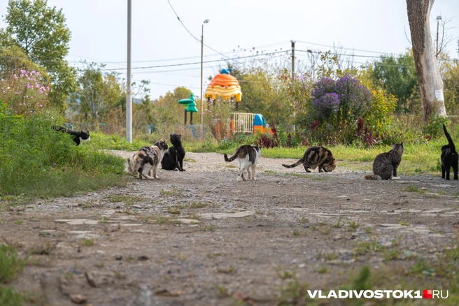 Источник: Елена Буйвол / VLADIVOSTOK1.RU