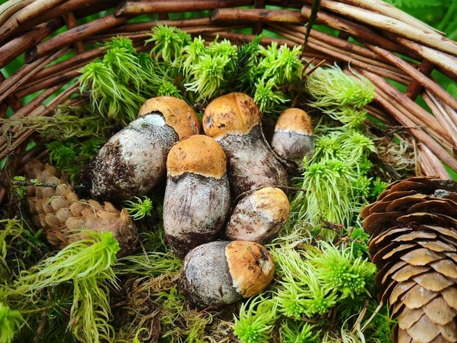 Источник: Наталья Пудовкина / Грибы и Грибники СПб