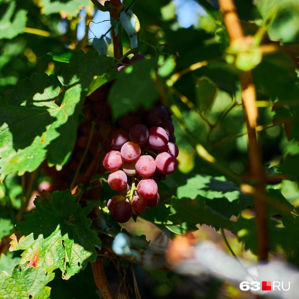 Источник: Роман Данилкин / 63.RU