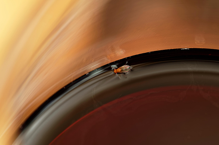 Что делать, если муха села вам в стакан? Отвечает микробиолог
