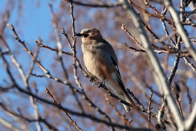 Хитрая и забывчивая сойка снята в Волжском