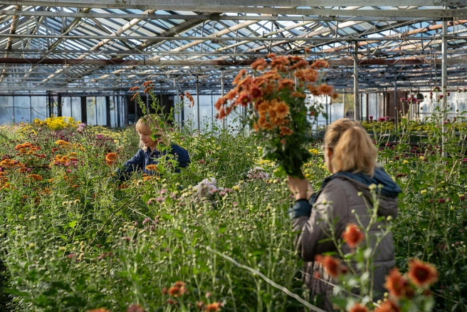 Новые сорта должны идеально подходить для букетов  | Источник: пресс-служба Субтропического научного центра РАН