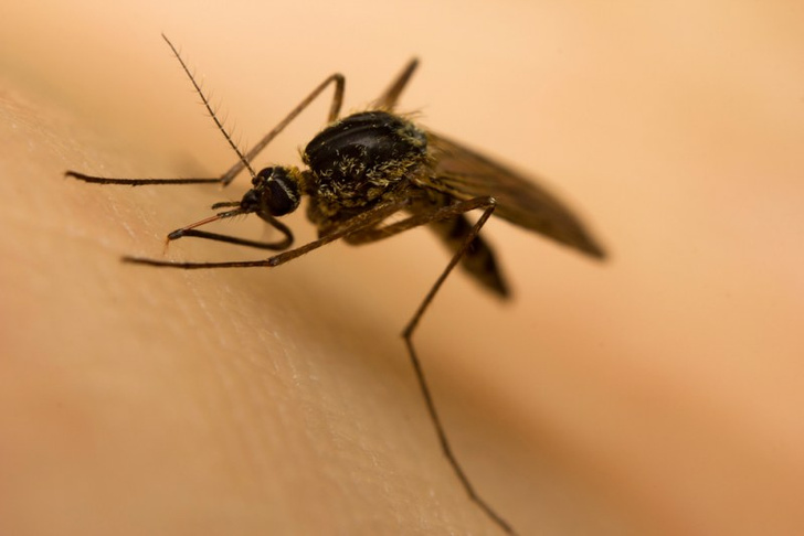 Как лечить укусы насекомых