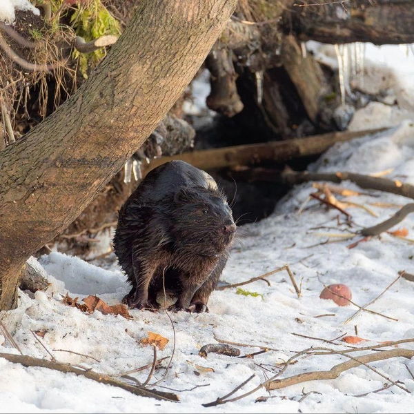 Источник: Антон Кубышкин / «Грибы и Грибники СПб»