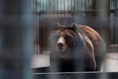 Нижегородцы сообщают о медведях в разных округах