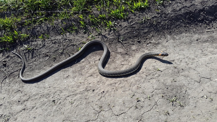 Колхидский уж (Natrix megalocephala). Внешне практически неотличим от крупного темноокрашенного обыкновенного ужа, поэтому некоторые специалисты считают его подвидом последнего. Обитает в Краснодарском крае и Адыгее. | Источник: Vittalyks/Shutterstock/Fotodom.ru