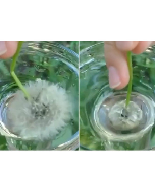 Веселый летний эксперимент: одуванчик отталкивает воду (видео)