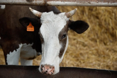 В Алтайском крае выявили пять очагов бешенства