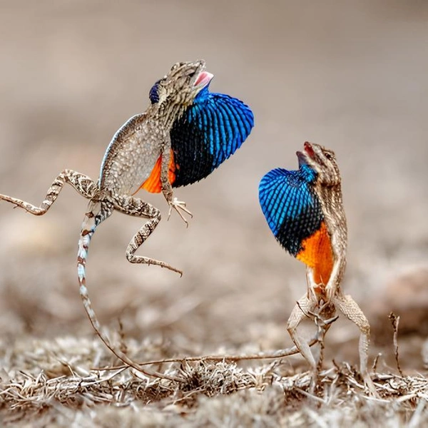 Источник: Sarthak Agrawal / Close-up Photographer of the Year 2025