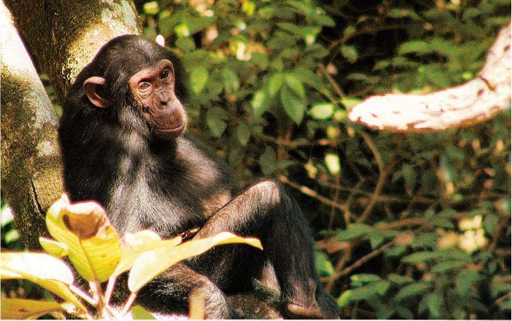 В краю сокве-мту: как выглядит семейная идиллия шимпанзе