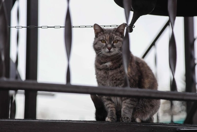 Эксперт предупреждает о высокой летальности чумки у кошек