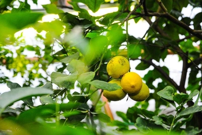 When Your Salary Isn't Enough: Three Houseplants That Attract Money