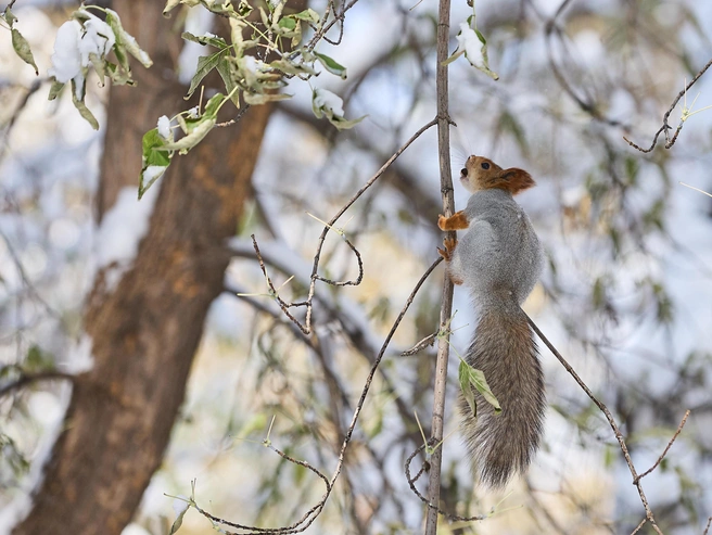 Зверьку удалось получить вкусное угощение | Источник: Александр Ощепков
