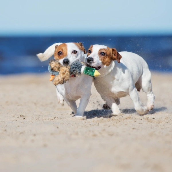 Источник: Shutterstock/Fotodom.ru