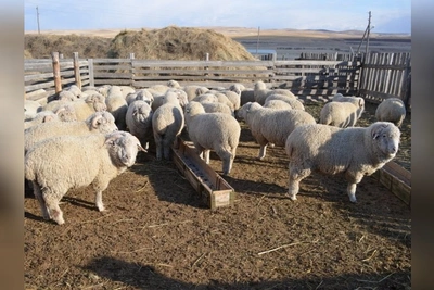 Забайкальским фермерам выделили свыше 42 млн рублей