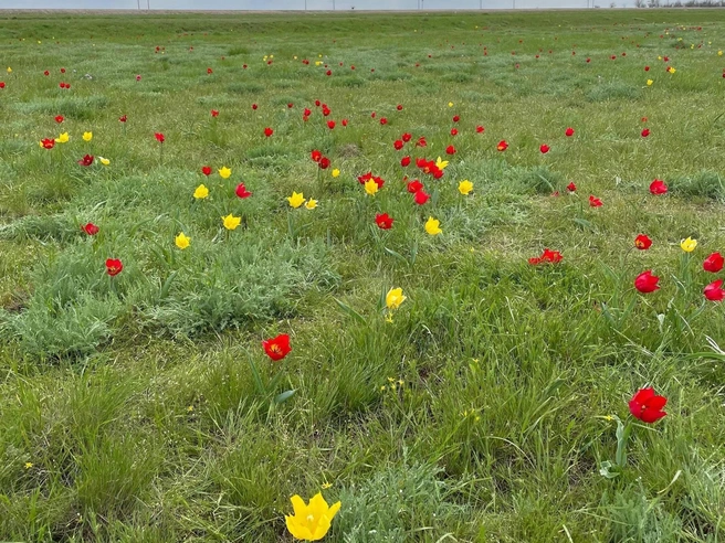 Тюльпаны, омытые весенним дождем, демонстрируют свою красоту. | Источник: читатели V1.RU