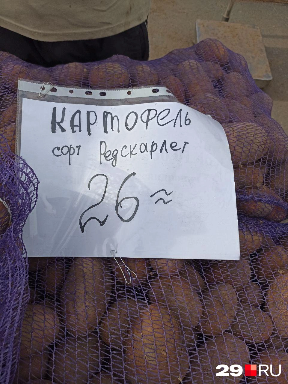 Холмогорский картофель | Источник: Иван Митюшёв / 29.RU