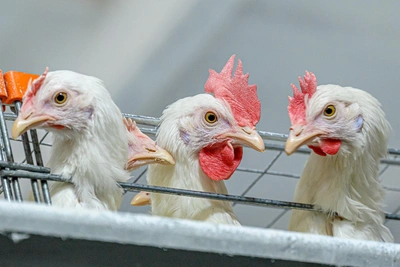 Оштрафован владелец птицефабрики за нарушения ветзаконодательства