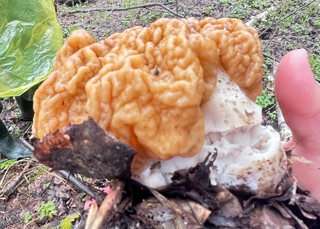 Гриб размером почти с ладонь | Источник: Александра Карамазова / «Дары лесов Урала» / Vk.com