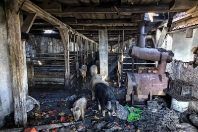 В Чите спасли поросят с горящей фермы
