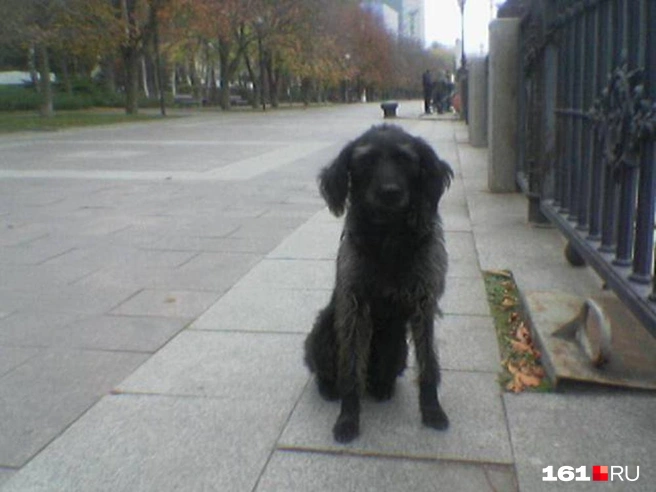 «Что это ты мне показываешь?» | Источник: Евгений Вдовин / 161.RU